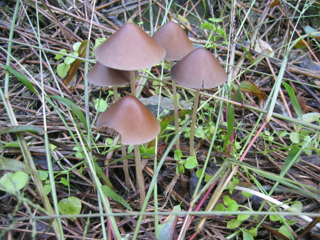 2005 :  Un anno di funghi